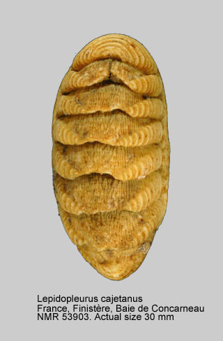Lepidopleurus cajetanus (2).jpg - Lepidopleurus cajetanus(Poli,1791)